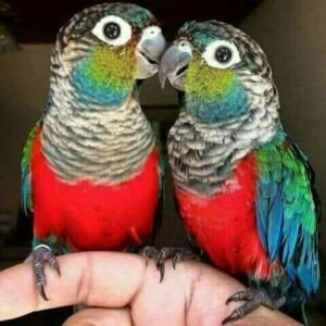 crimson bellied conure