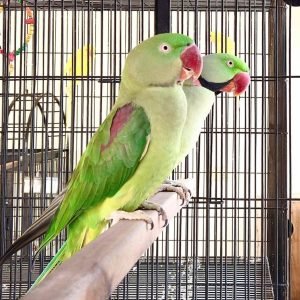 Alexandrine parakeets