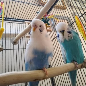 budgie parrot