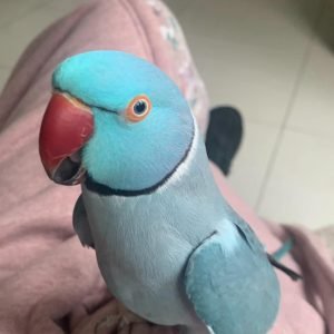 Blue ring necked parakeet