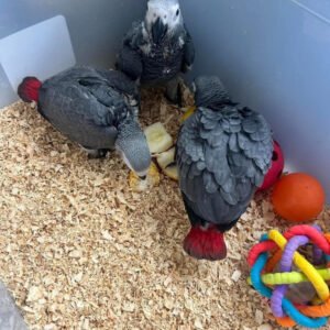 congo african grey parrots