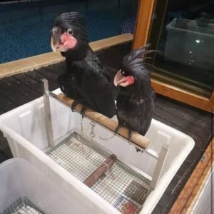 black palm cockatoo sale