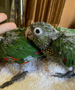 conure