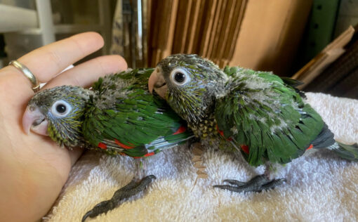 conure