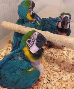 macaw parrot price in uae