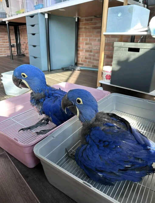 hyacinth macaw price