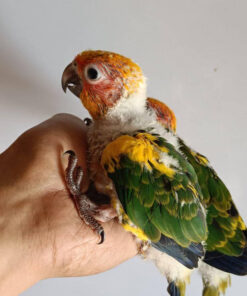 sun conure price