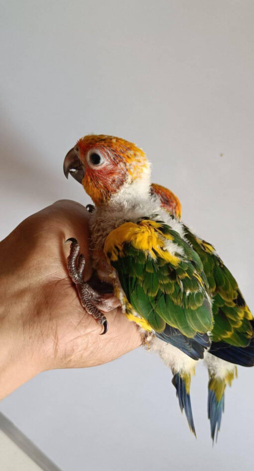 sun conure price