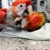 scarlet macaw for sale