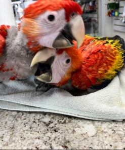 scarlet macaw for sale