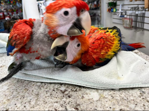 scarlet macaw for sale