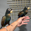 bronze winged pionus parrot