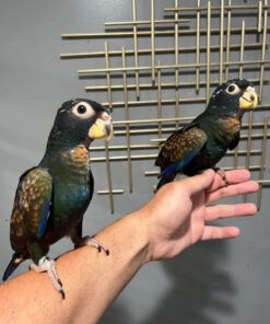 bronze winged pionus parrot