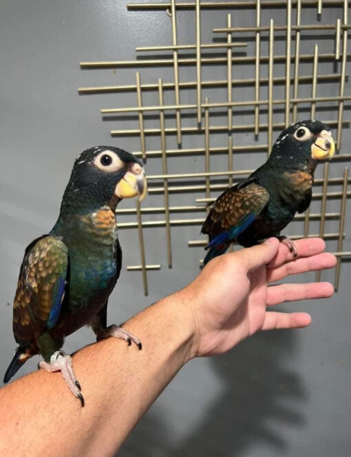 bronze winged pionus parrot