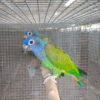 blue headed pionus