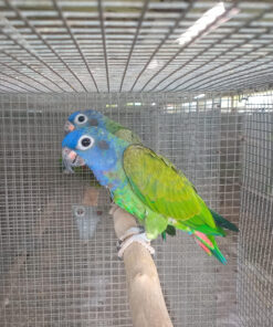 blue headed pionus