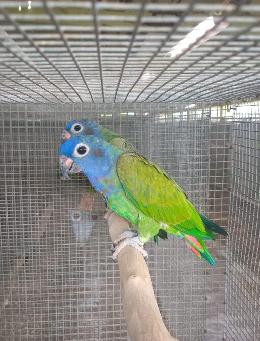 blue headed pionus