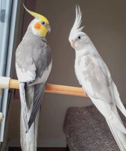 cockatiels