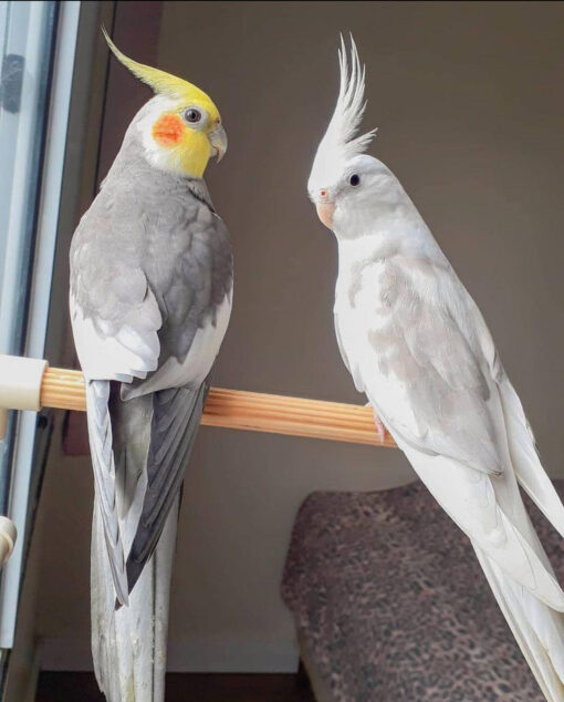 cockatiels