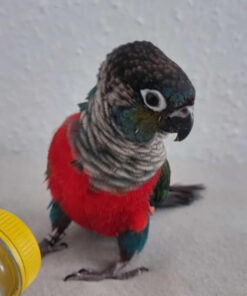 crimson conure