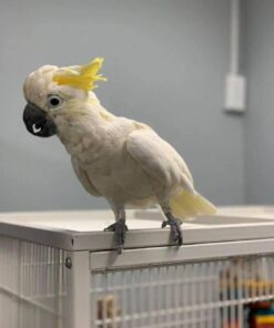 cockatoo