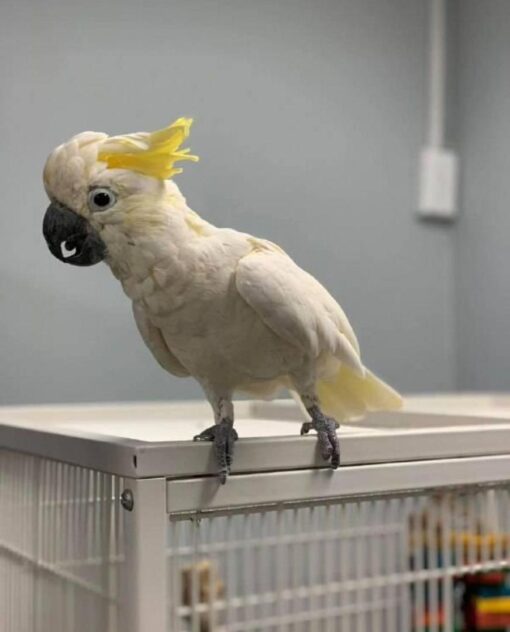 cockatoo