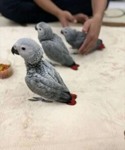 congo african grey for sale