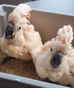 moluccan cockatoo for sale